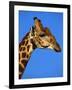 Red-Billed Oxpecker on Giraffe's Head-null-Framed Photographic Print