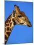 Red-Billed Oxpecker on Giraffe's Head-null-Mounted Photographic Print