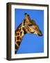 Red-Billed Oxpecker on Giraffe's Head-null-Framed Photographic Print