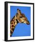 Red-Billed Oxpecker on Giraffe's Head-null-Framed Photographic Print