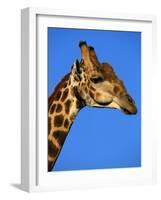 Red-Billed Oxpecker on Giraffe's Head-null-Framed Photographic Print