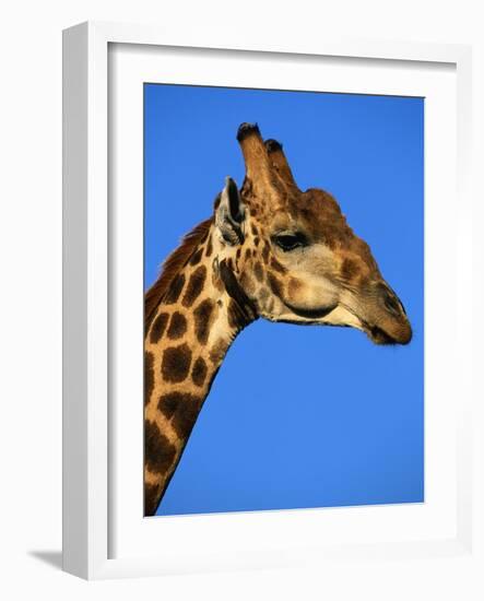 Red-Billed Oxpecker on Giraffe's Head-null-Framed Photographic Print