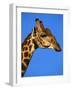 Red-Billed Oxpecker on Giraffe's Head-null-Framed Photographic Print