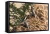 Red-Billed Oxpeckers on Giraffe-Hal Beral-Framed Stretched Canvas