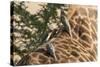 Red-Billed Oxpeckers on Giraffe-Hal Beral-Stretched Canvas