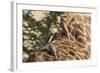 Red-Billed Oxpeckers on Giraffe-Hal Beral-Framed Photographic Print