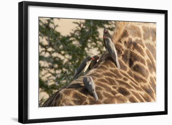 Red-Billed Oxpeckers on Giraffe-Hal Beral-Framed Photographic Print