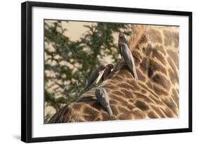 Red-Billed Oxpeckers on Giraffe-Hal Beral-Framed Photographic Print