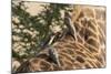 Red-Billed Oxpeckers on Giraffe-Hal Beral-Mounted Photographic Print