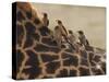 Red-Billed Oxpeckers Sitting on Giraffe Neck-null-Stretched Canvas