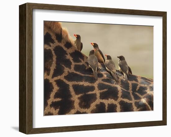 Red-Billed Oxpeckers Sitting on Giraffe Neck-null-Framed Photographic Print