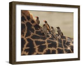 Red-Billed Oxpeckers Sitting on Giraffe Neck-null-Framed Photographic Print