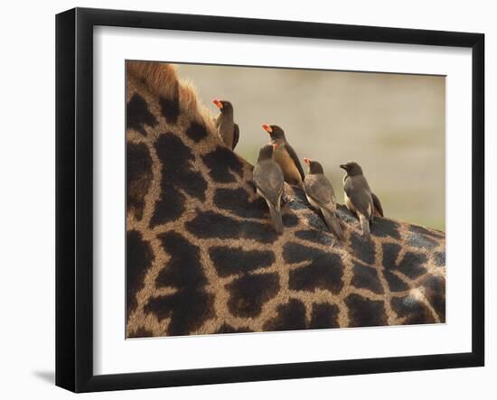 Red-Billed Oxpeckers Sitting on Giraffe Neck-null-Framed Photographic Print