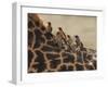 Red-Billed Oxpeckers Sitting on Giraffe Neck-null-Framed Photographic Print