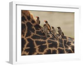 Red-Billed Oxpeckers Sitting on Giraffe Neck-null-Framed Photographic Print