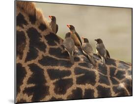 Red-Billed Oxpeckers Sitting on Giraffe Neck-null-Mounted Photographic Print