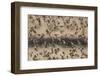 Red-billed quelea (Quelea quelea) flocking at water, Kgalagadi Transfrontier Park, South Africa, Af-Ann and Steve Toon-Framed Photographic Print