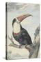 Red-billed Toucan, 1748-Aert Schouman-Stretched Canvas