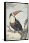 Red-billed Toucan, 1748-Aert Schouman-Framed Stretched Canvas