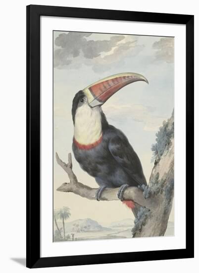 Red-billed Toucan, 1748-Aert Schouman-Framed Giclee Print