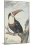 Red-billed Toucan, 1748-Aert Schouman-Mounted Giclee Print