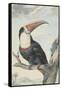 Red-billed Toucan, 1748-Aert Schouman-Framed Stretched Canvas