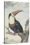 Red-billed Toucan, 1748-Aert Schouman-Stretched Canvas