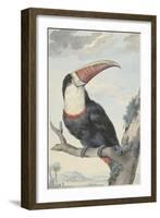 Red-billed Toucan, 1748-Aert Schouman-Framed Giclee Print