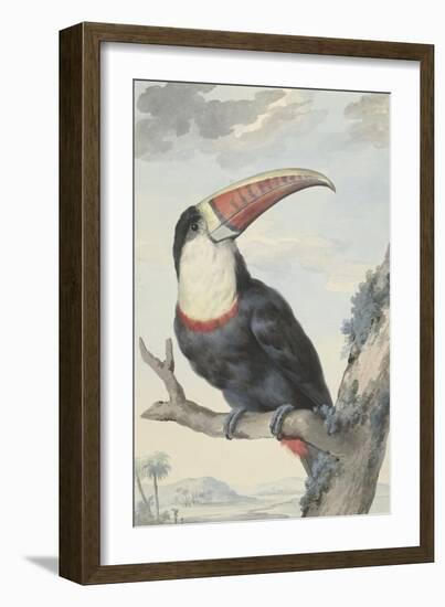 Red-billed Toucan, 1748-Aert Schouman-Framed Giclee Print