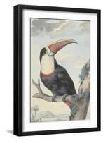 Red-billed Toucan, 1748-Aert Schouman-Framed Giclee Print