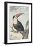 Red-billed Toucan, 1748-Aert Schouman-Framed Giclee Print