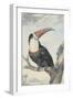 Red-billed Toucan, 1748-Aert Schouman-Framed Giclee Print