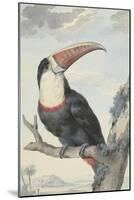 Red-billed Toucan, 1748-Aert Schouman-Mounted Giclee Print