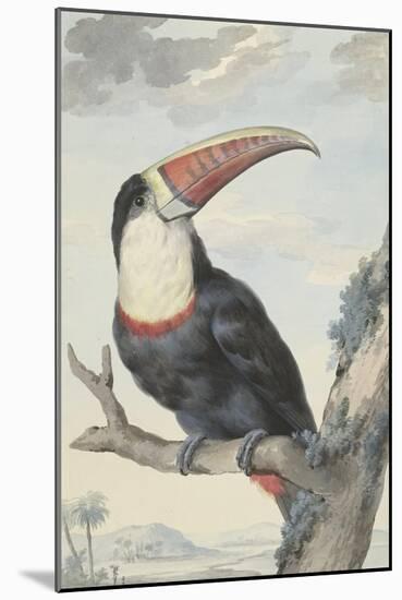 Red-billed Toucan, 1748-Aert Schouman-Mounted Giclee Print