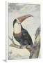 Red-billed Toucan, 1748-Aert Schouman-Framed Giclee Print