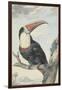 Red-billed Toucan, 1748-Aert Schouman-Framed Giclee Print