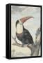 Red-billed Toucan, 1748-Aert Schouman-Framed Stretched Canvas