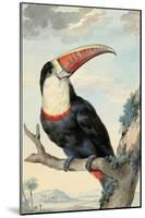 Red-billed Toucan, c. 1748-Aert Schouman-Mounted Art Print