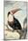 Red-billed Toucan, c. 1748-Aert Schouman-Mounted Art Print