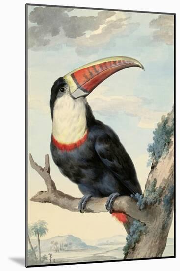 Red-billed Toucan, c. 1748-Aert Schouman-Mounted Art Print