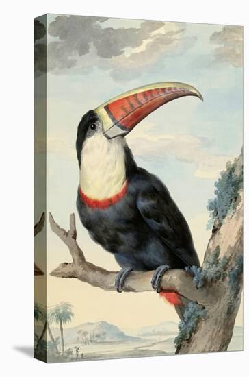 Red-billed Toucan, c. 1748-Aert Schouman-Stretched Canvas