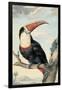 Red-billed Toucan, c. 1748-Aert Schouman-Framed Art Print