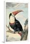 Red-billed Toucan, c. 1748-Aert Schouman-Framed Art Print