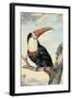 Red-billed Toucan, c. 1748-Aert Schouman-Framed Art Print