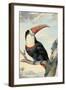 Red-billed Toucan, c. 1748-Aert Schouman-Framed Art Print