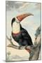 Red-billed Toucan, c. 1748-Aert Schouman-Mounted Art Print