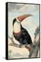 Red-billed Toucan, c. 1748-Aert Schouman-Framed Stretched Canvas