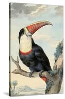 Red-billed Toucan, c. 1748-Aert Schouman-Stretched Canvas