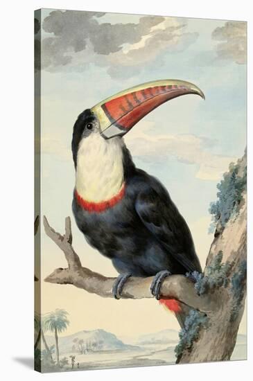 Red-billed Toucan, c. 1748-Aert Schouman-Stretched Canvas