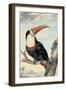 Red-billed Toucan, c. 1748-Aert Schouman-Framed Art Print